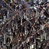 Icy branches